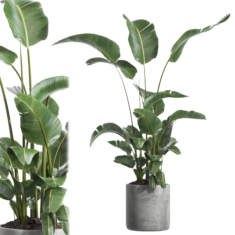 indoor plant 064 - Image 3
