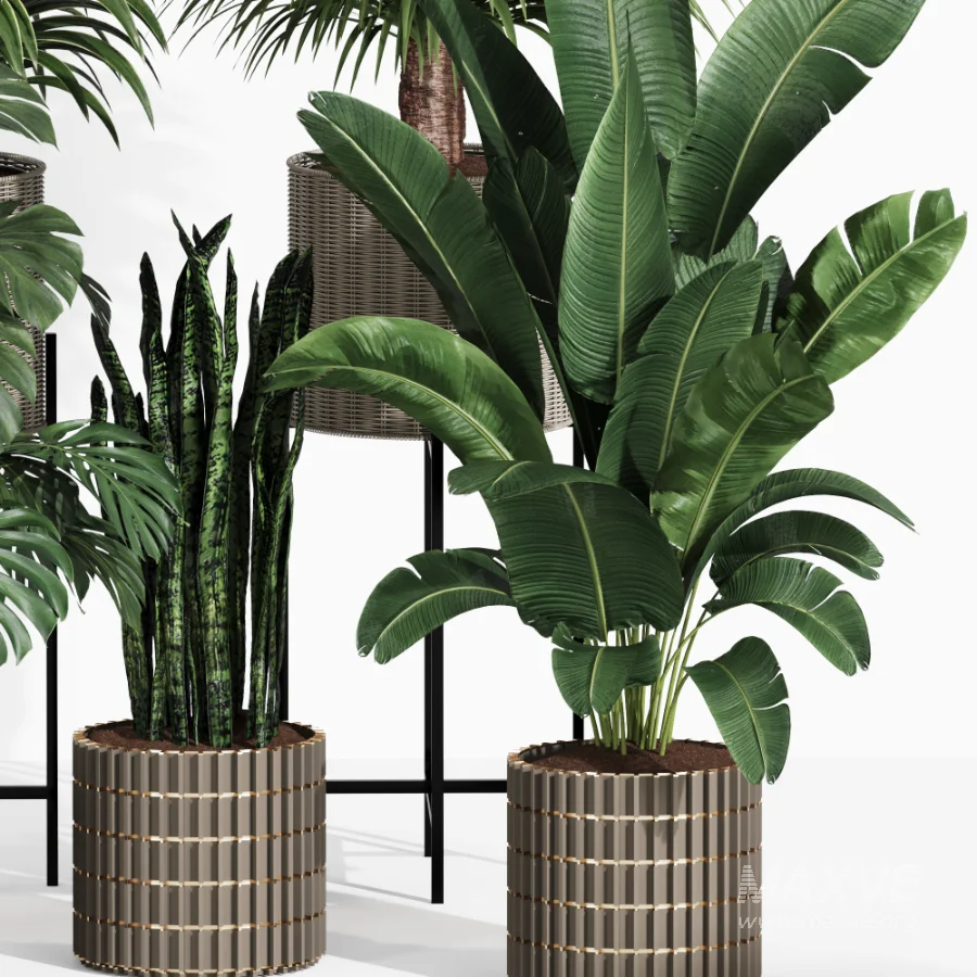 Indoor Plant Collection 006 - Image 4