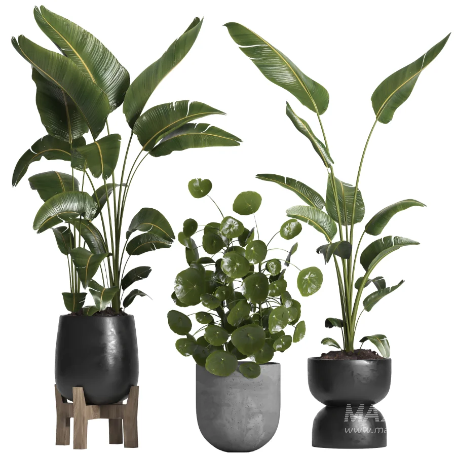 indoor plant 066 - Image 1