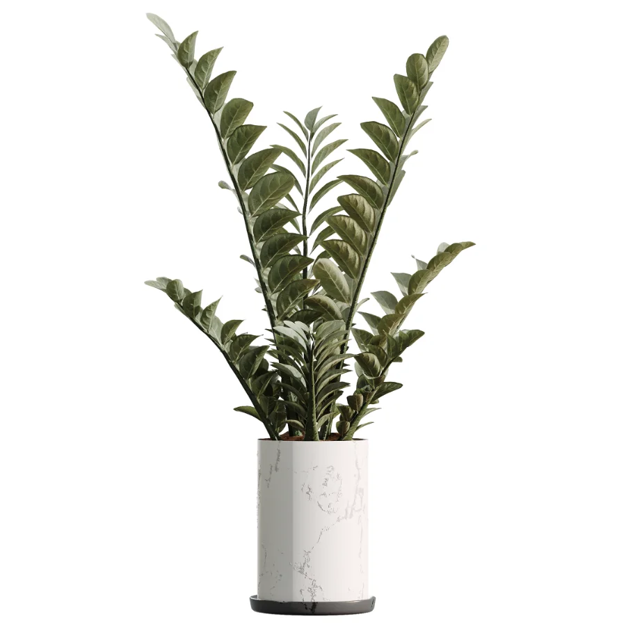 AV Indoor Plants Set 476 Yucca Elephantipes and Olive Tree and Zamioculcas Zamiifolia and Peace Lily - Image 3