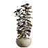 AV Indoor Plants Set 486 Rubber Ficus Elastica Abidjan Melany - Thumbnail 4