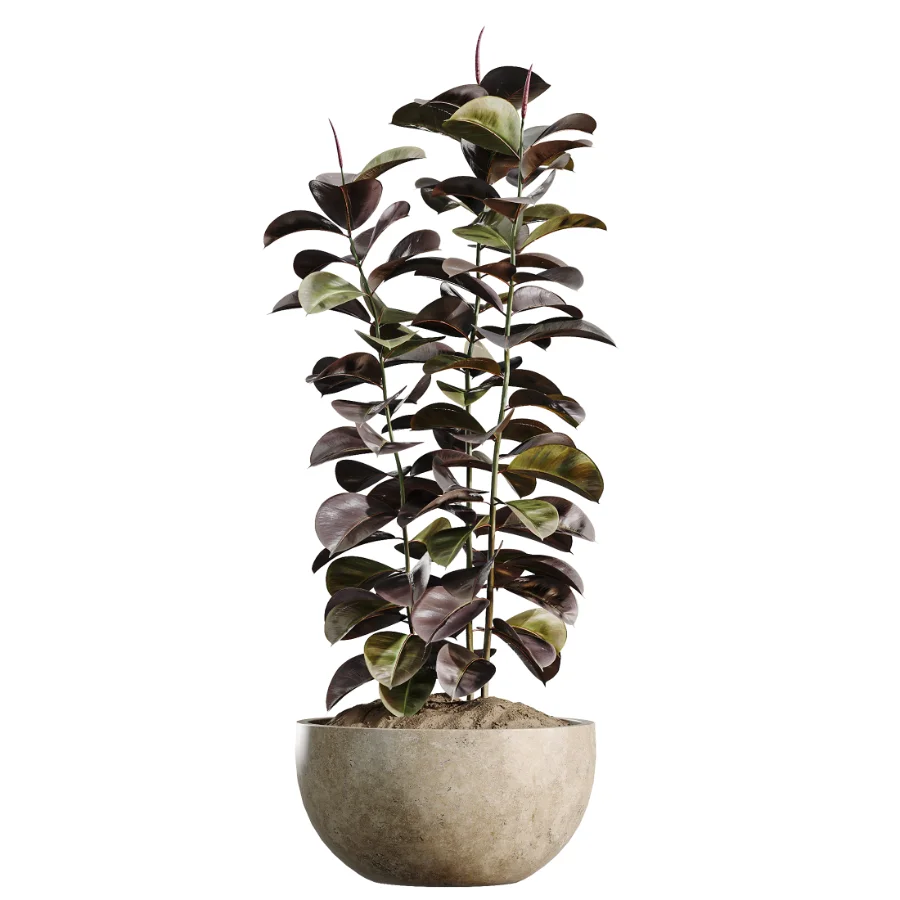 AV Indoor Plants Set 486 Rubber Ficus Elastica Abidjan Melany - Image 4