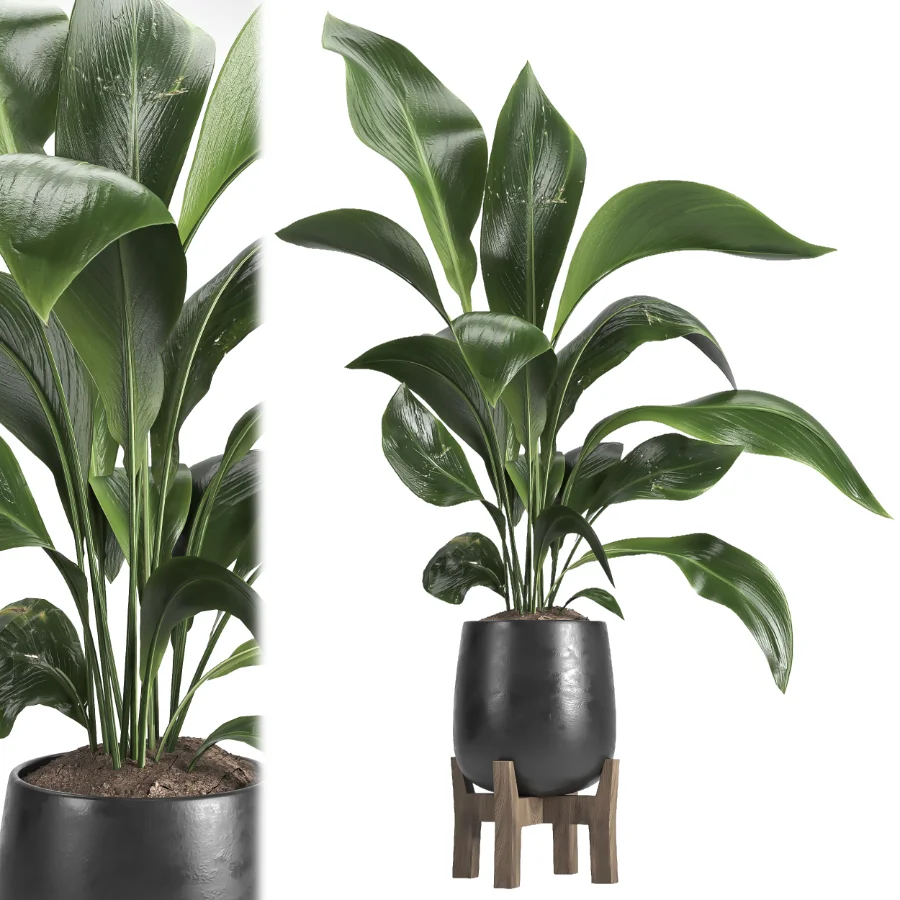 indoor plant 054 - Image 1