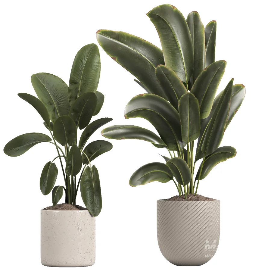 indoor plant 048 - Image 1