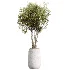 AV Indoor Plants Set 525 Yucca Olive Areca Palm Spathiphyllum - Thumbnail 2