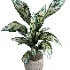 indoor plant 050 - Thumbnail 3