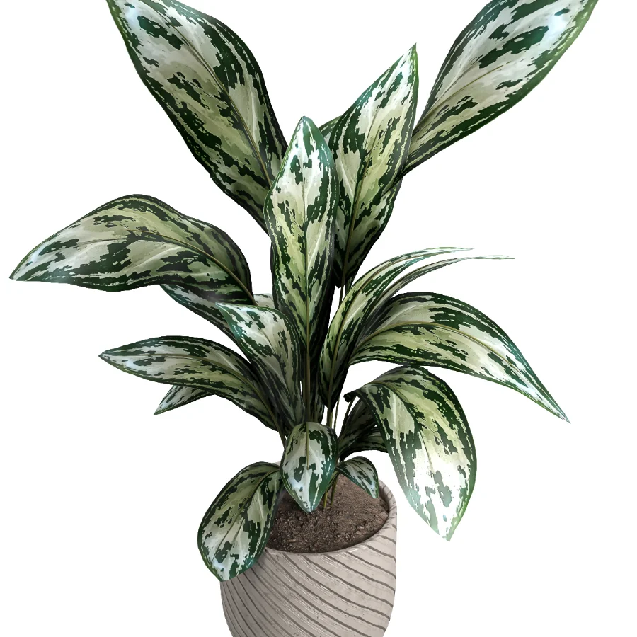 indoor plant 050 - Image 3