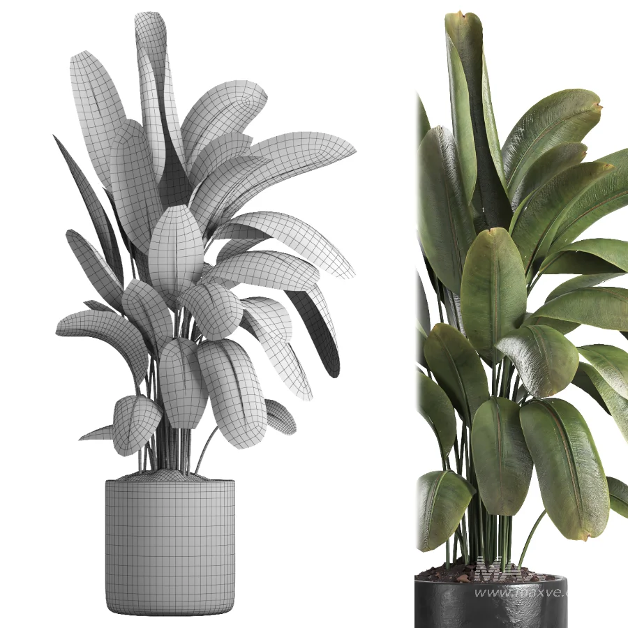 indoor plant 059 - Image 5