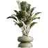 AV Indoor Plants Set 473 Spineless Yucca and Calathea Lutea and Snake Sansevieria and Olive Indoor Tree - Thumbnail 5