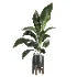 indoor plant 054 - Thumbnail 3
