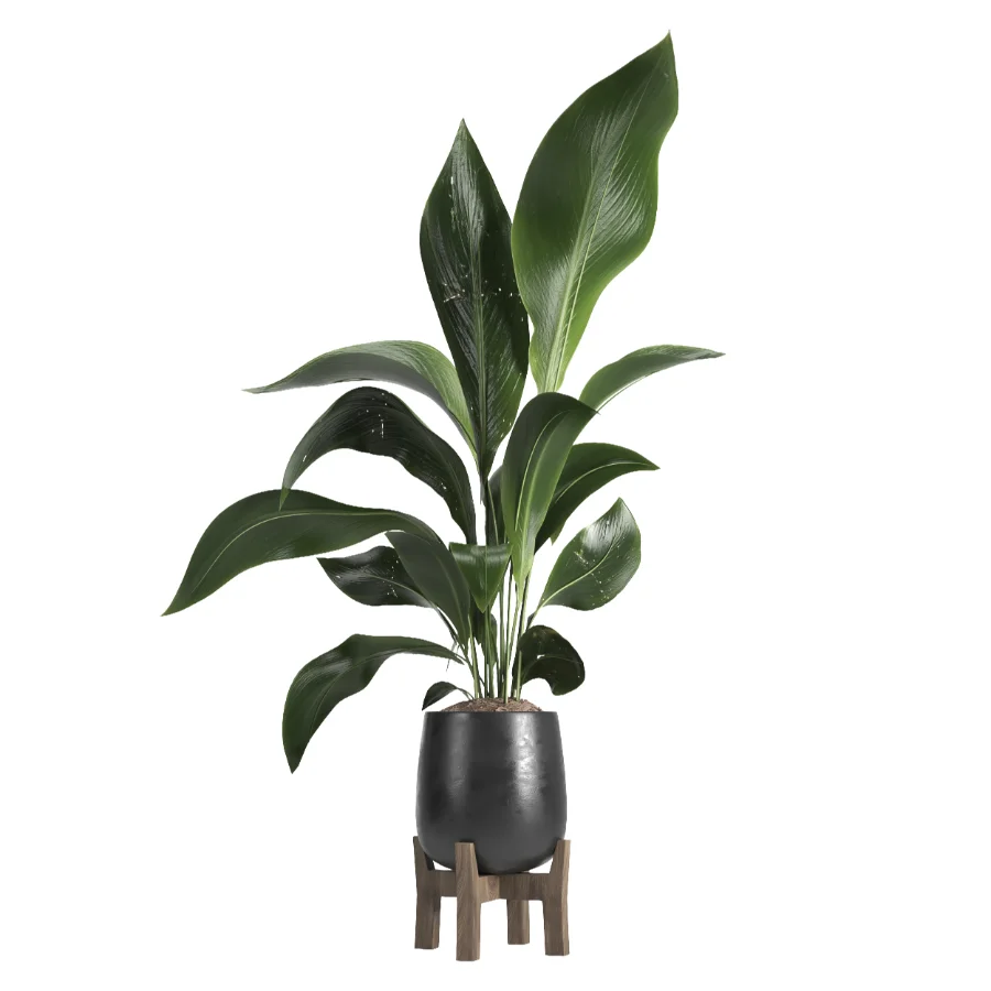 indoor plant 054 - Image 3