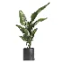 indoor plant 068 - Thumbnail 2