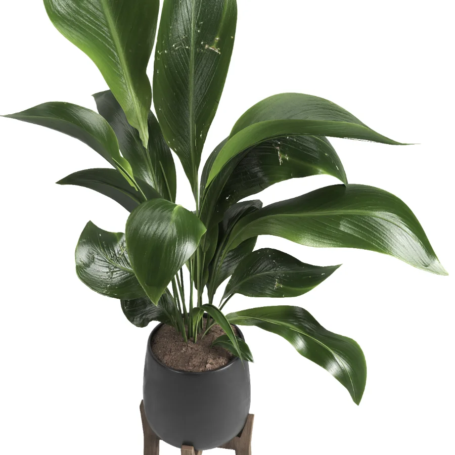 indoor plant 054 - Image 4
