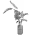 indoor plant 077 - Thumbnail 4