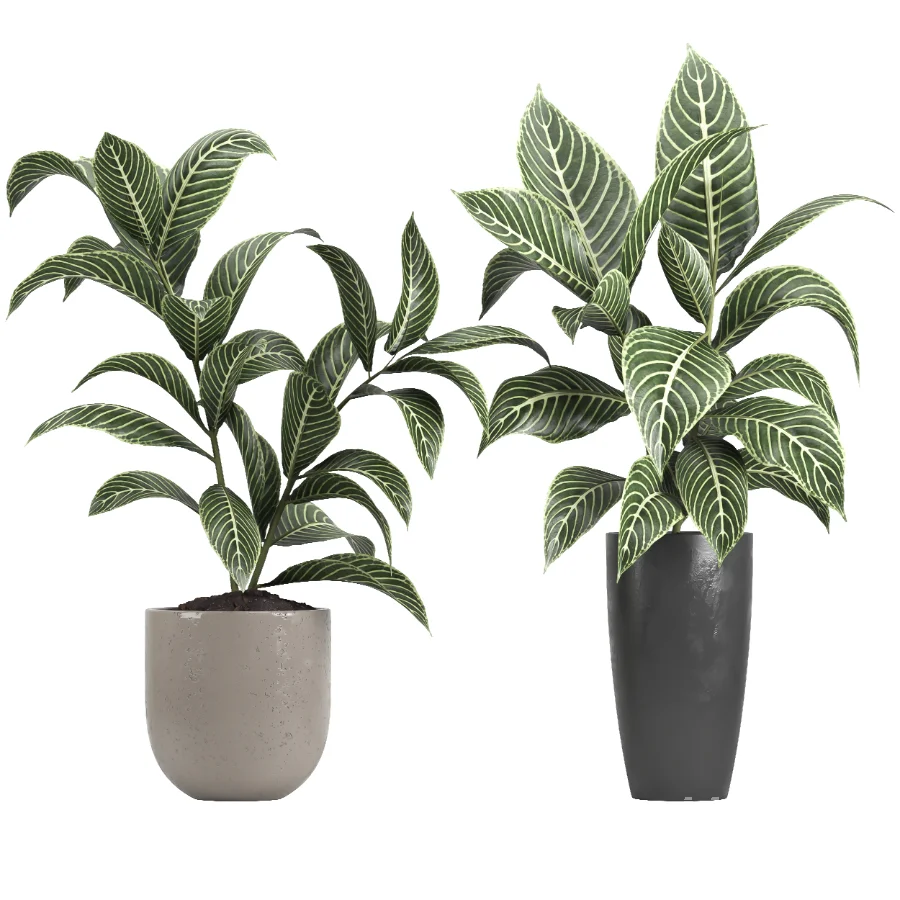 indoor plant 080 - Image 3