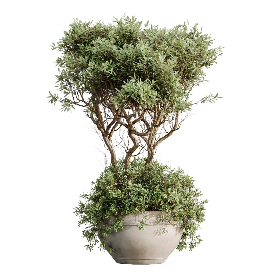 AV Indoor Plants Set 483 Zamiifolia Olive ParadiseBird Orange Tree - Image 6