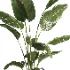 indoor plant 065 - Thumbnail 3