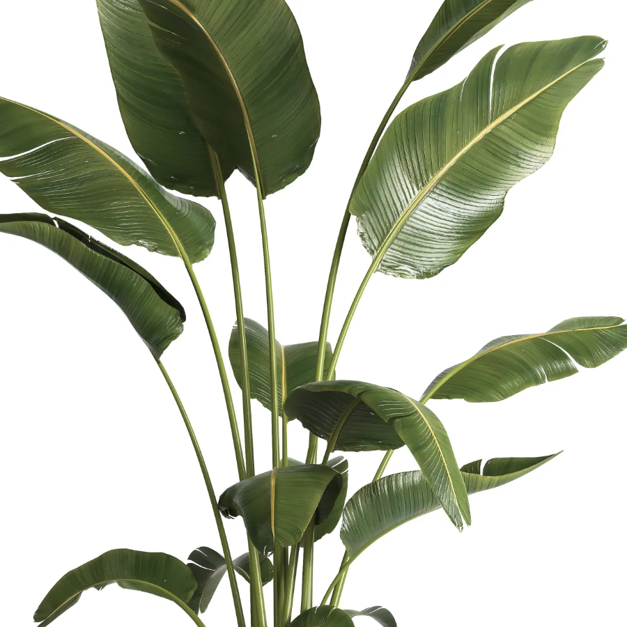 indoor plant 065 - Image 3