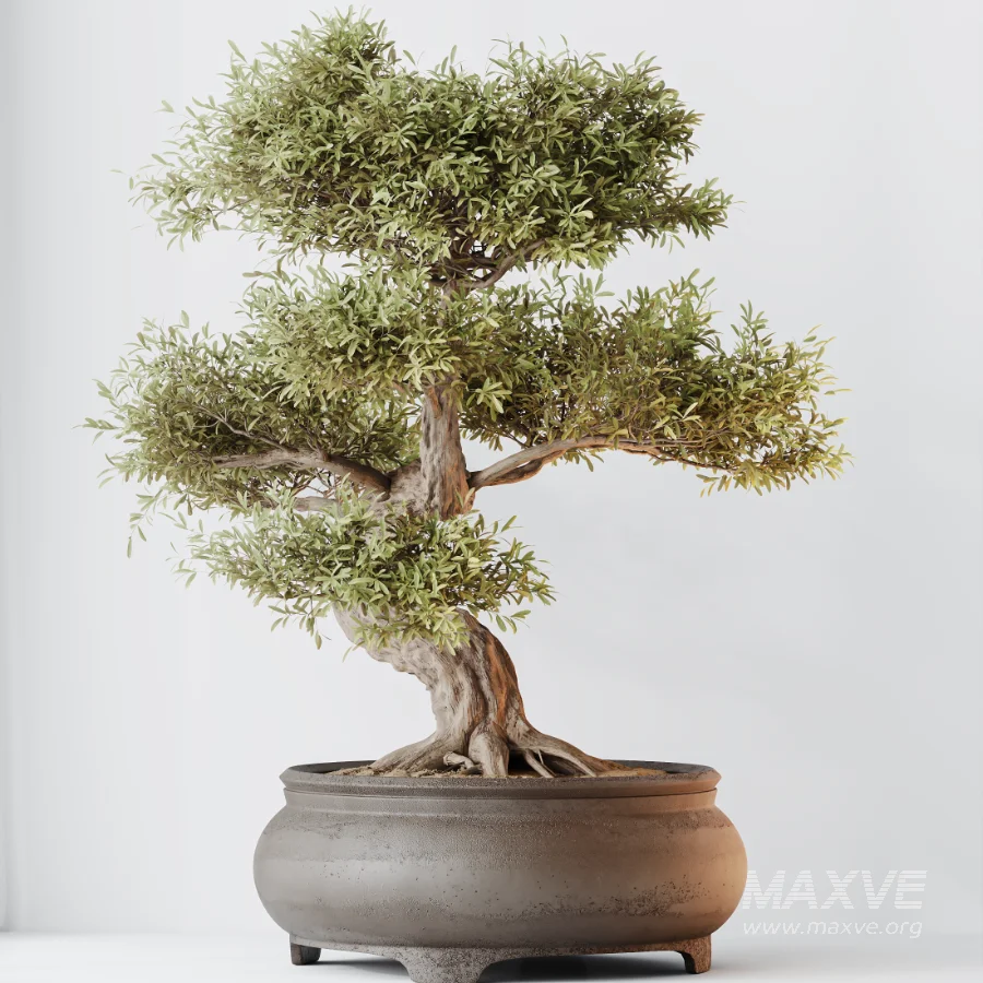 AV Indoor Plants Set 474 Areca Palm and Chemlali Olive and Ravenala Banana and Dracaena Lime Cane and Ficus Cyathistipula - Image 1