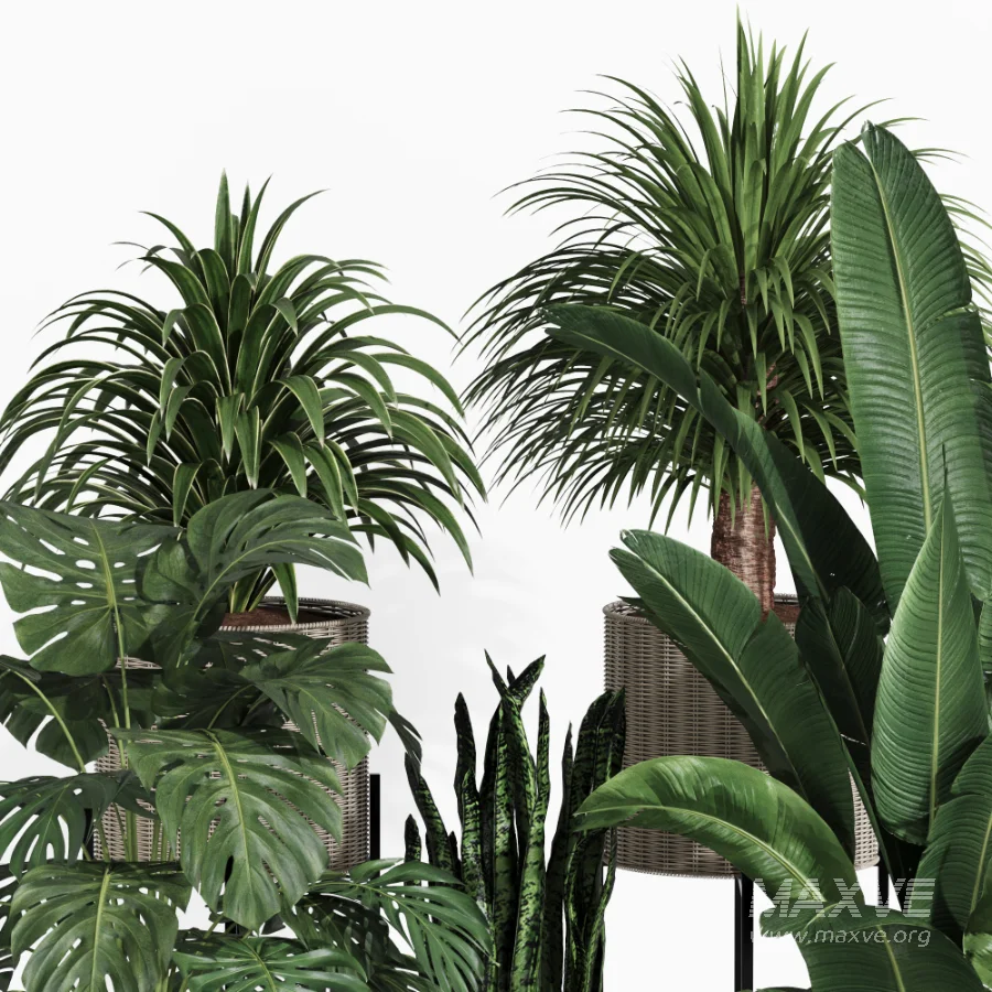 Indoor Plant Collection 006 - Image 2