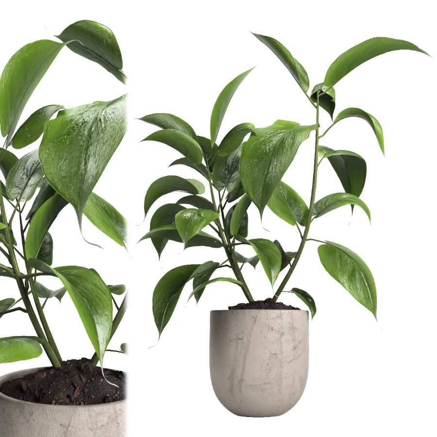 indoor plant 052 - Image 1