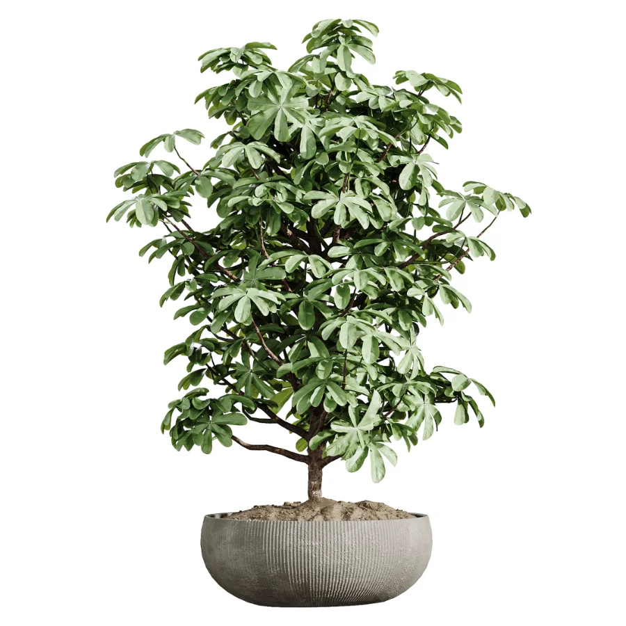 AV Indoor Plants Set 472 Yucca Elephantipes and Chemlali Olive and Cunjevoi Alocasia and Schefflera Arboricola and Ficus macrocarpa - Image 4