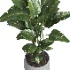 indoor plant 057 - Thumbnail 3