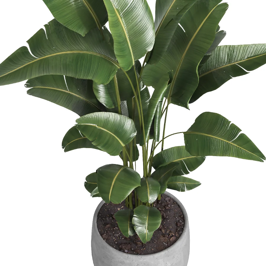 indoor plant 057 - Image 3