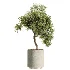 AV Indoor Plants Set 498 Cat Reed Palm Ficus Olive Zamioculcas - Thumbnail 4