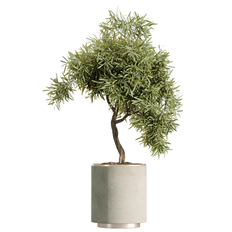 AV Indoor Plants Set 498 Cat Reed Palm Ficus Olive Zamioculcas - Image 4