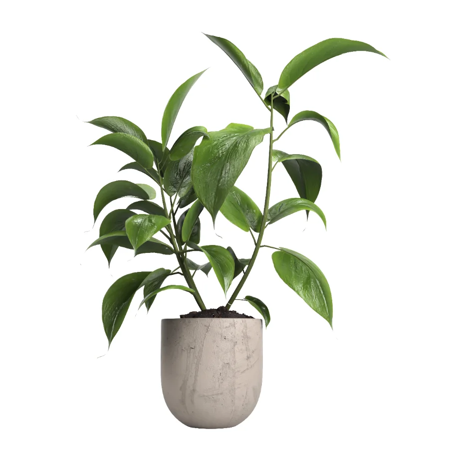 indoor plant 052 - Image 2