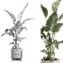 indoor plant 072 - Thumbnail 5