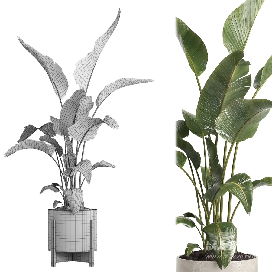 indoor plant 072 - Image 5