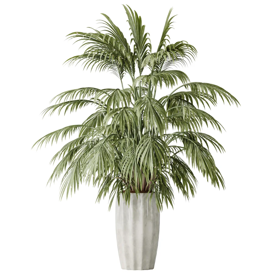 AV Indoor Plants Set 525 Yucca Olive Areca Palm Spathiphyllum - Image 1