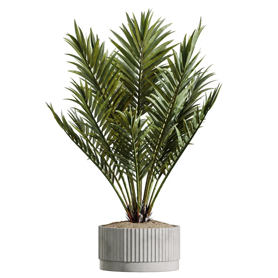 AV Indoor Plants Set 489 PalmCalathea Lutea Olive Ficus - Image 2