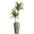 AV Indoor Plants Set 475 Spathiphyllum Wallisi and Chemlali Olive and Dracaena Cane Dragon and Ficus Cyathistipula and Areca Palm - Thumbnail 1