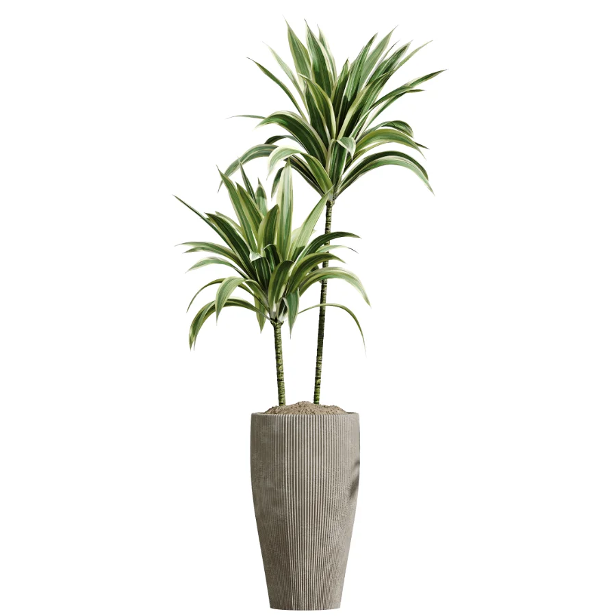 AV Indoor Plants Set 475 Spathiphyllum Wallisi and Chemlali Olive and Dracaena Cane Dragon and Ficus Cyathistipula and Areca Palm - Image 1