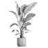 indoor plant 082 - Thumbnail 5