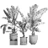 indoor plant 060 - Thumbnail 5