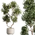 AV Indoor Plants Set 490 Yucca Olive Artificial Rhapis Orange Palm - Thumbnail 1