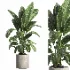 indoor plant 063 - Thumbnail 1
