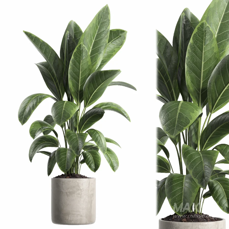 indoor plant 063 - Image 1