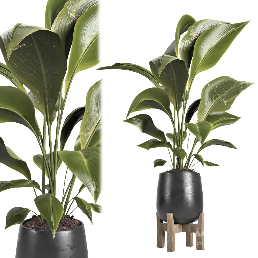 indoor plant 067 - Image 1