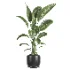 indoor plant 082 - Thumbnail 1