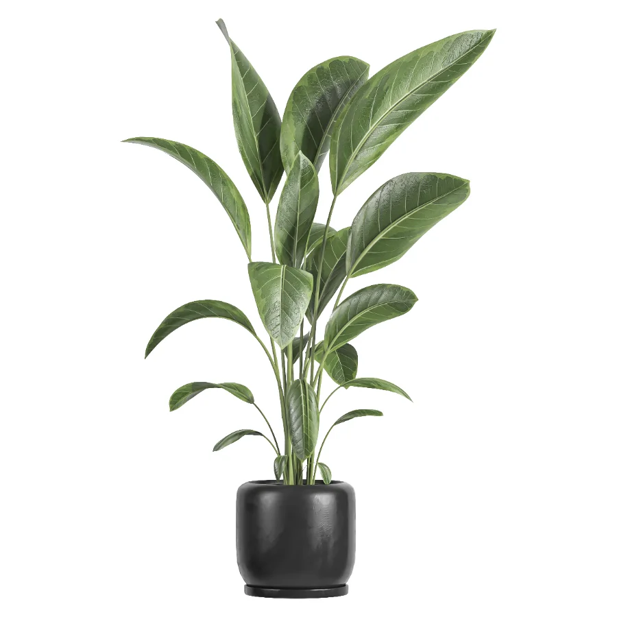 indoor plant 082 - Image 1