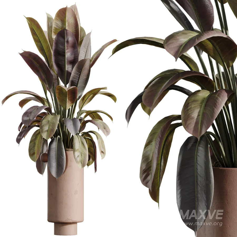 AV Indoor Plants Set 486 Rubber Ficus Elastica Abidjan Melany - Image 9