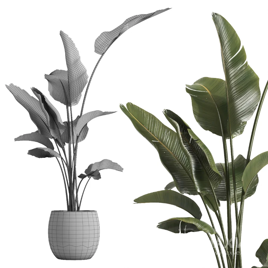indoor plant 069 - Image 4