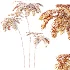 AV Plant Sphaeropteris Lepifera Palm Tree 01 - Thumbnail 6