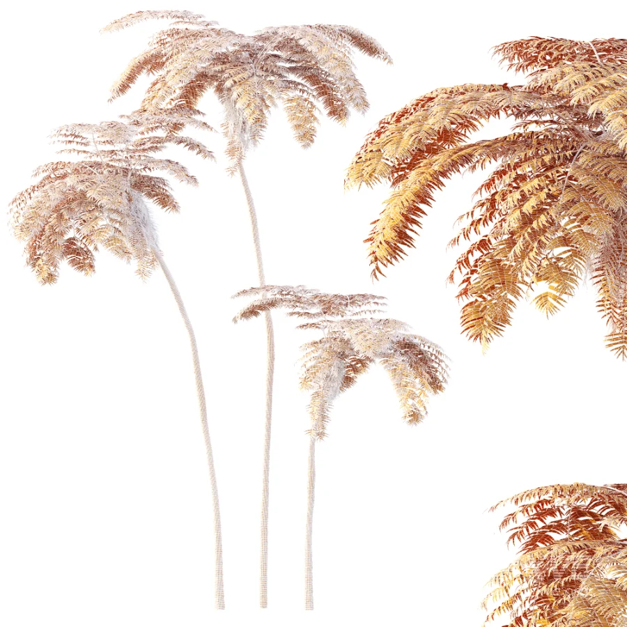 AV Plant Sphaeropteris Lepifera Palm Tree 01 - Image 6