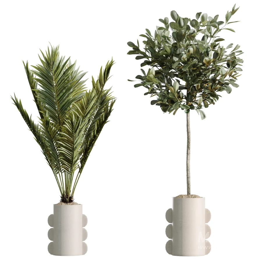 AV Indoor Plants Set 479 Olive Elegant Monstera Ficus Palm - Image 7